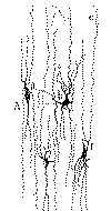 f-cajal-07.gif (19529 bytes)