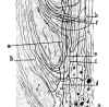 f-cajal-13.jpg (23134 bytes)