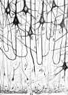 f-cajal-14.jpg (33197 bytes)